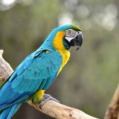 "A vibrant blue-and-gold macaw parrot perches gracefully on a natural wooden branch. Its bright blue wings, golden-yellow chest, white face with black markings, and intelligent eyes stand out in soft natural lighting."