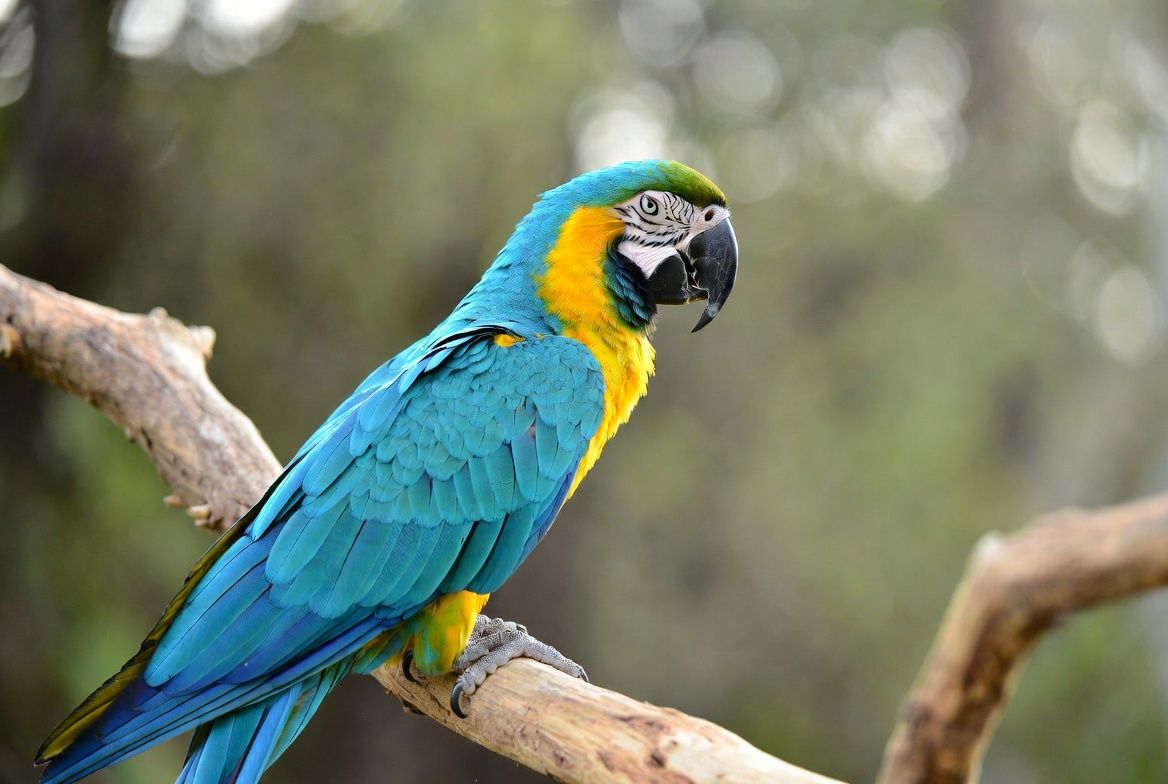 "A vibrant blue-and-gold macaw parrot perches gracefully on a natural wooden branch. Its bright blue wings, golden-yellow chest, white face with black markings, and intelligent eyes stand out in soft natural lighting."