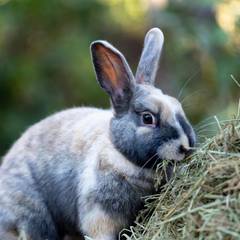 "A cute domestic rabbit with grey and white fur actively eats fresh hay from a pile. Its ears are upright and it is focused on its meal in soft natural lighting."