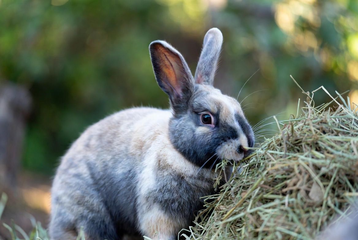 "A cute domestic rabbit with grey and white fur actively eats fresh hay from a pile. Its ears are upright and it is focused on its meal in soft natural lighting."