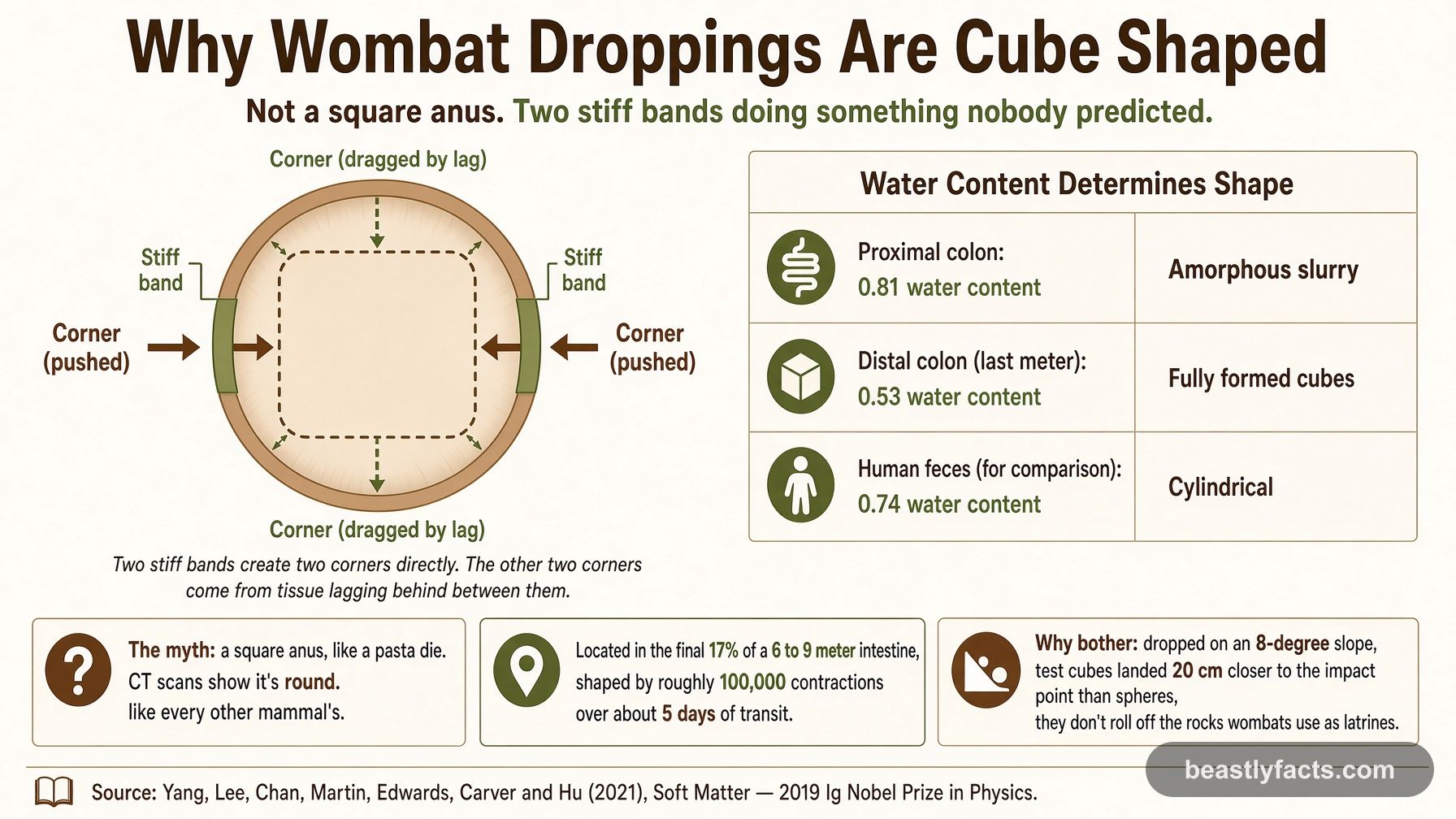 Diagram showing how two stiff bands in a wombat's intestine wall create four corners in cube-shaped droppings, with a table comparing water content between the proximal colon, distal colon, and human feces