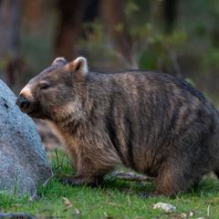 A bare-nosed wombat standing on grass in daylight, showing its stocky body, short legs and broad bare nose