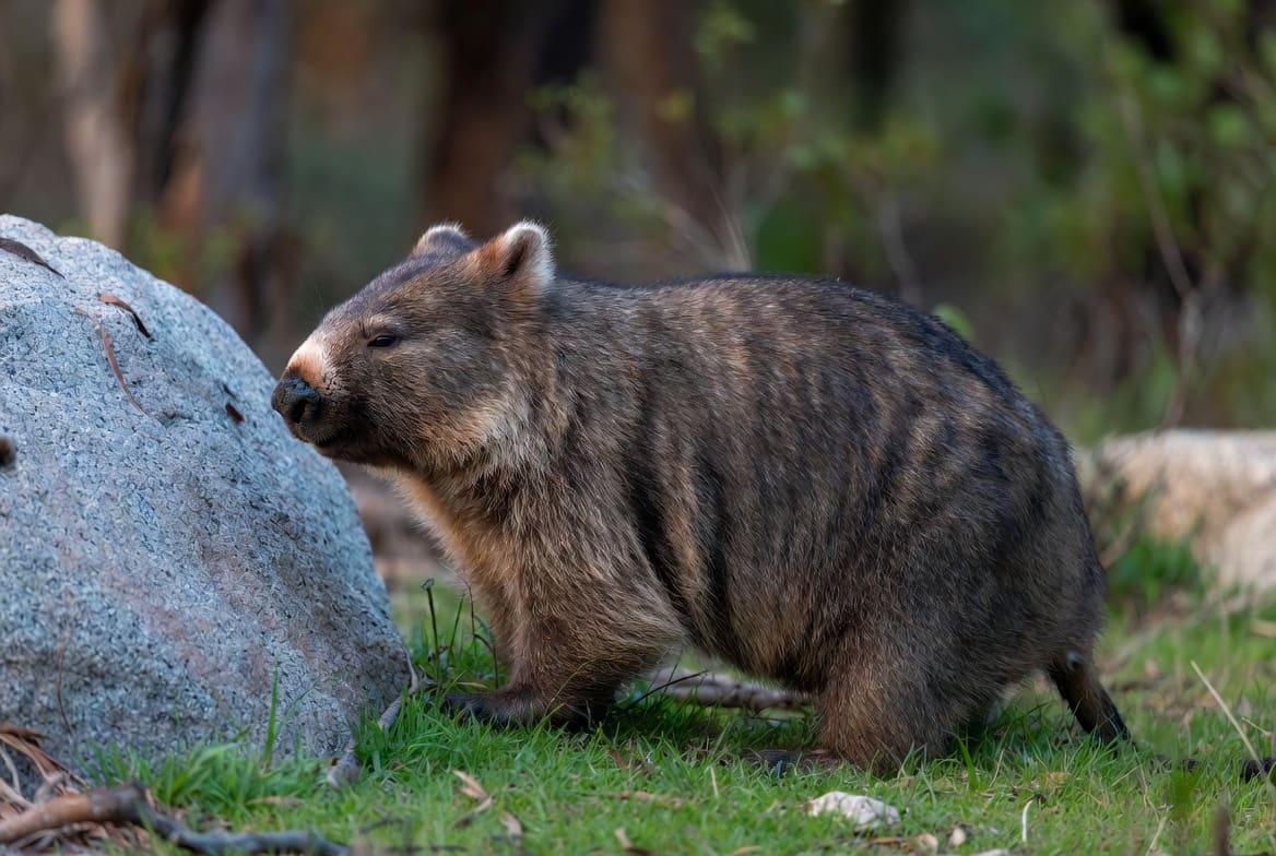 A bare-nosed wombat standing on grass in daylight, showing its stocky body, short legs and broad bare nose