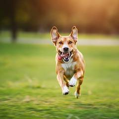A happy dog running through a sunny park, full of energy and joy