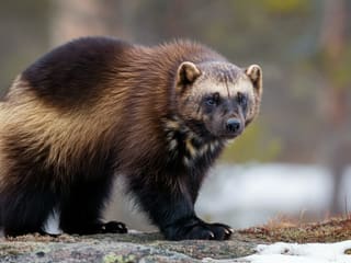 A wolverine (Gulo gulo) in the wild, showing its thick dark fur, golden side stripes, and powerful muscular build on rocky terrain