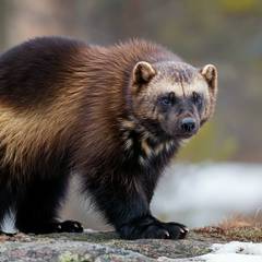 A wolverine (Gulo gulo) in the wild, showing its thick dark fur, golden side stripes, and powerful muscular build on rocky terrain