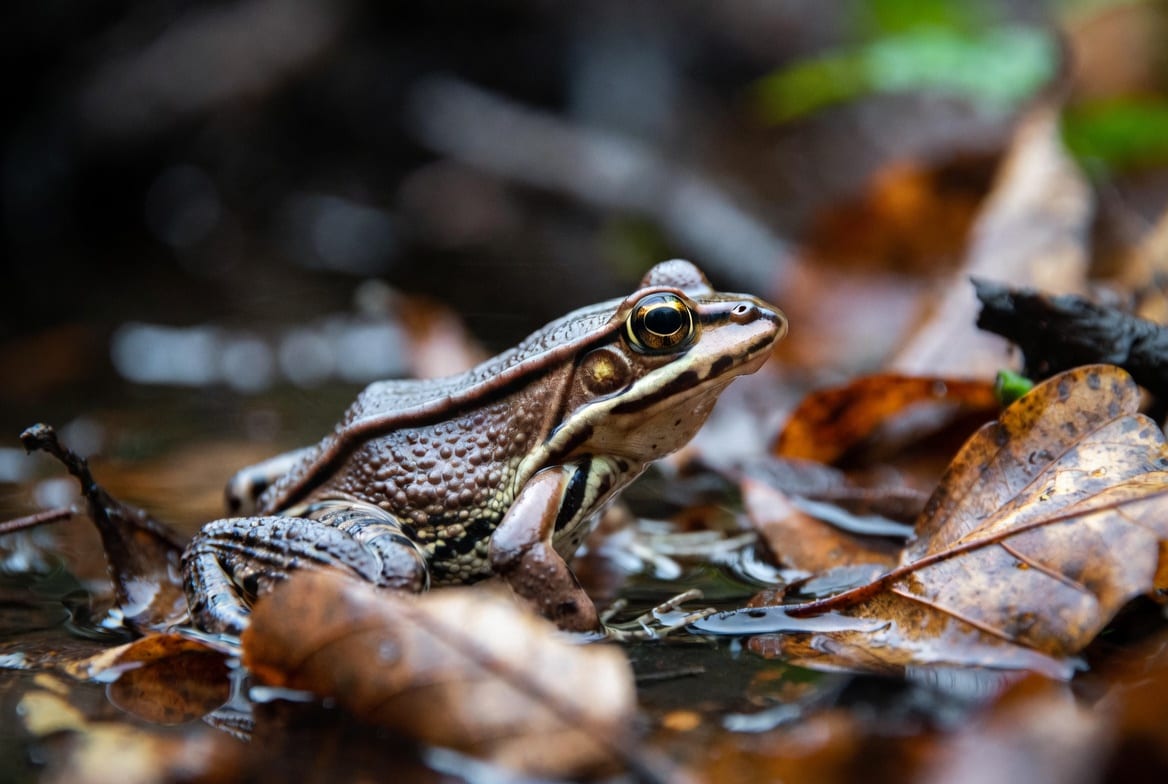 A brown wood frog with a dark eye mask sitting on wet leaf litter at the edge of a woodland pool