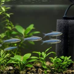 A school of zebra danios swimming together in a freshwater aquarium