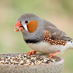 A pair of zebra finches perched together in a wide flight cage, the male's orange cheek patch and barred throat visible