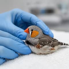 A pair of zebra finches perched together in a wide flight cage, the male's orange cheek patch and barred throat visible