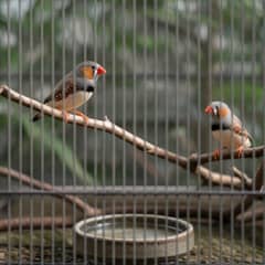 A pair of zebra finches perched together in a wide flight cage, the male's orange cheek patch and barred throat visible