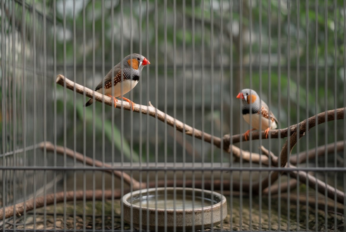 A pair of zebra finches perched together in a wide flight cage, the male's orange cheek patch and barred throat visible